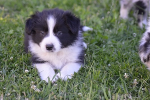 Border Collie Rude FCI VDH