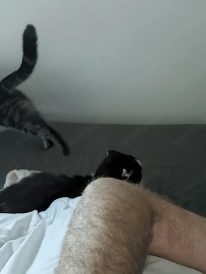 Kater katze 6 Jahre zum adoptieren 