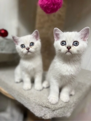 Reinrassige BKH Kitten mit blauen Augen