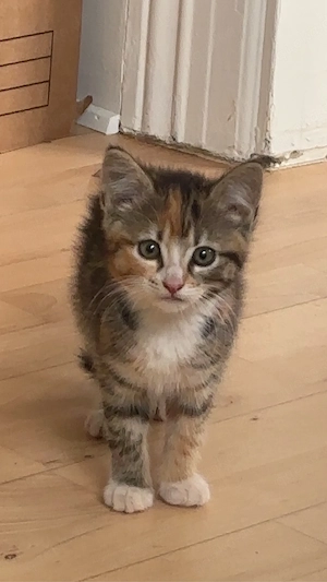     Halbe Norwegische Waldkatze 