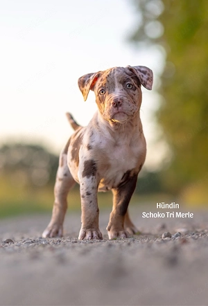 Auszugsbereit Old English Bulldogg x American Bully 