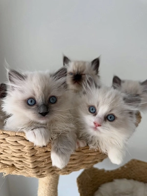 Ragdoll-Kätzchen zu verkaufen
