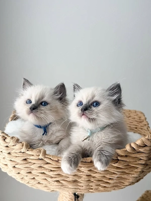 Ragdoll-Kätzchen zu verkaufen