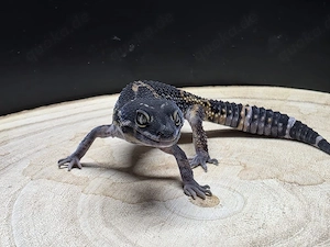 leopardgecko 0.1 Black night Eclipse het Tremper