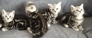 BKH Kitten suchen für immer zuhause