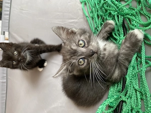 BKH-Mix Kitten suchen liebevolles Zuhause   5 Babys abzugeben!