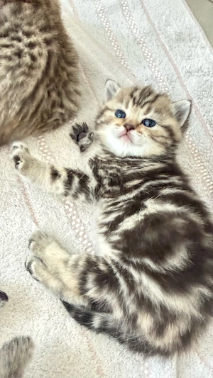 BKH Kitten Mädchen Blue Point