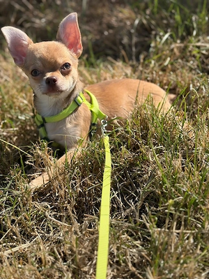 Chihuahua Welpen 