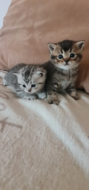 Süße BKH Kitten 