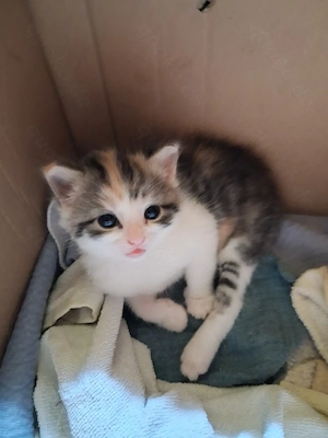 Zwei junge Hauskatzen