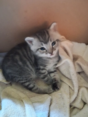 Süße junge Hauskatze