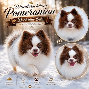 Wunderschöner Pomeranian Deckrüde in Weiß Schoko 
