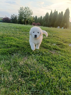Liebenswerte Samojede Mix Golden Retriever Welpen 