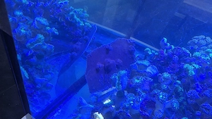 Meerwasser Aquarium sps montipora Rainbow 