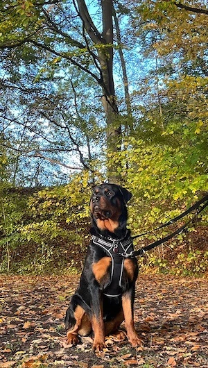 Rottweiler Rüde 2 jahre alt