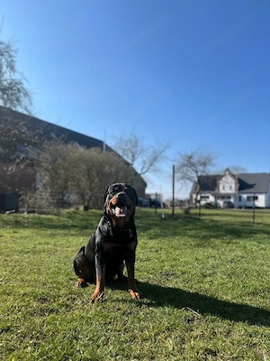 Rottweiler Rüde 2 jahre alt