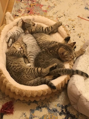 Kitten 25 Wochen alt abgabebereit 