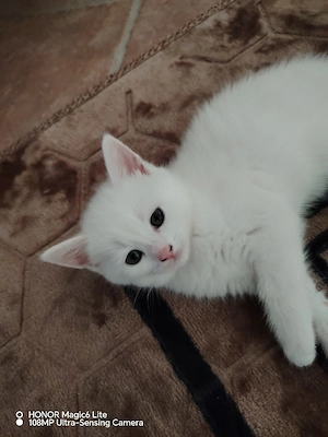 Wunderschöne, liebevolle weiße Katze sucht ein liebevolles Zuhause. 