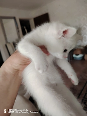Junger Kater in liebevolle Hände abzugeben   600  