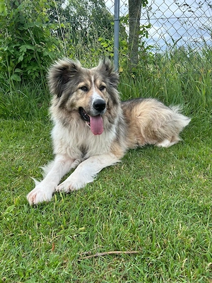 Zuhause gesucht für Kiro