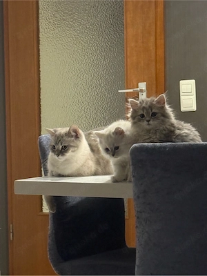Britisch Langhaar kitten 12 Wochen 