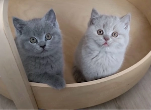 bkh kitten suchen neues zuhause 