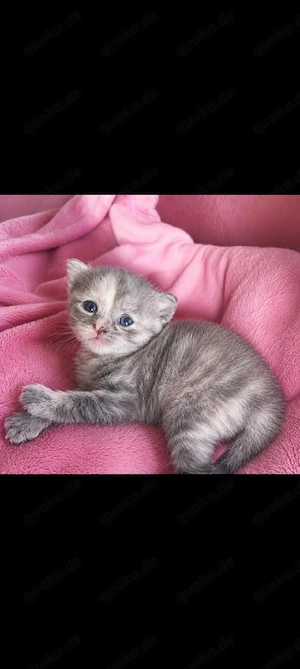 Türkisch-Angora  BKH Mix-Kitten suchen liebevolle Familien   