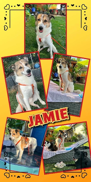 lieber, katzenverträglicher, bildschöner Rüde "Jamie" sucht ein liebevolles Zuhause