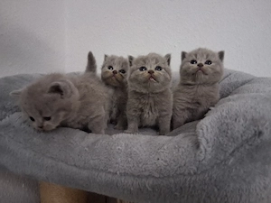 Noch 4 BKH Kitten Blau Mädels