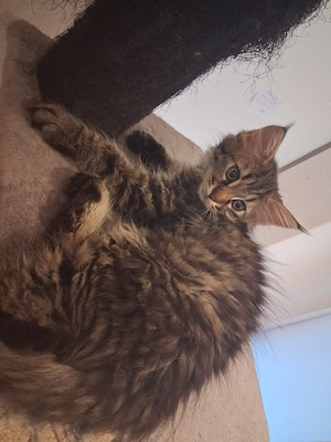 Grosse Maine Coon Kitten Jungs