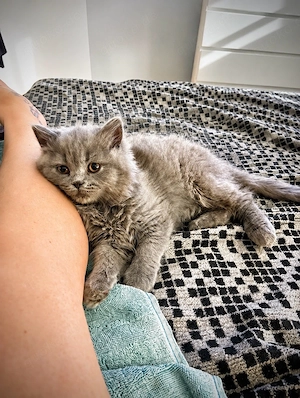 Besonderes BKH Kitten - mittellange Smoke-Dame