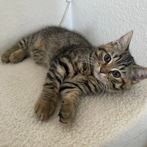 BKH kitten 