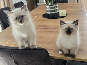 Heilige Birma Kitten 