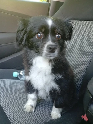 Lilly (3-4 Jahre) lebt in Bosnien und sucht ein Zuhause