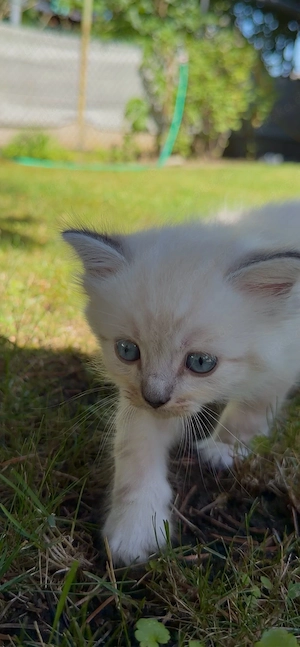 Wunderschöne reinrassige Ragdoll Kitten suchen ihr Für-immer-Zuhause