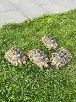 griechische Landschildkröten