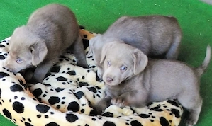 Reinrassige Silber Labrador welpen suchen liebevolles zu Hause