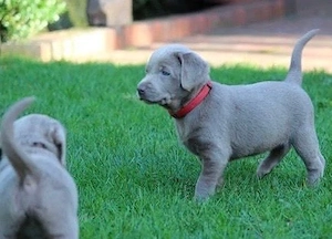 Silber Labrador Welpen mit Papieren