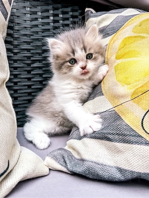 Nur noch 2 zauberhafte Britisch Langhaar BLH Kitten zum reservieren! Katzenbabys   Babykatzen