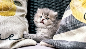 Nur noch 1 zauberhafte Britisch Langhaar BLH Kitten zum reservieren! Katzenbabys   Babykatzen