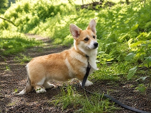 Süße Welsh Corgi Pembroke Welpen