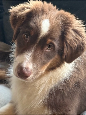 Australian Sheperd