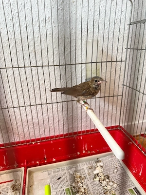 Nachtigal vogel