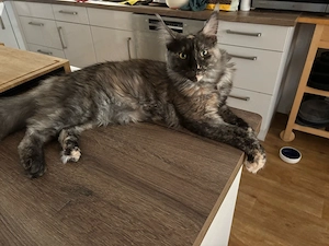 Zuchtkätzin black tortie smoke