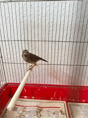 Nachtigal vogel
