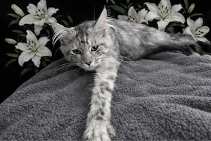 Zuchtkätzin black dilver classic tabby