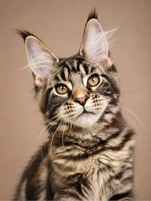 Maine Coon Mädchen mit Stammbaum   Black Tortie Classic Tabby 
