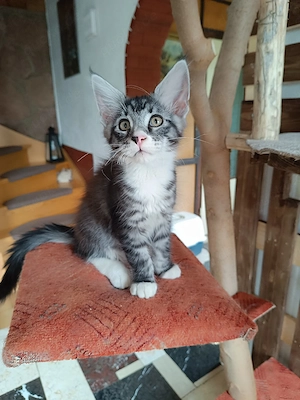 Maine Coon Kitten
