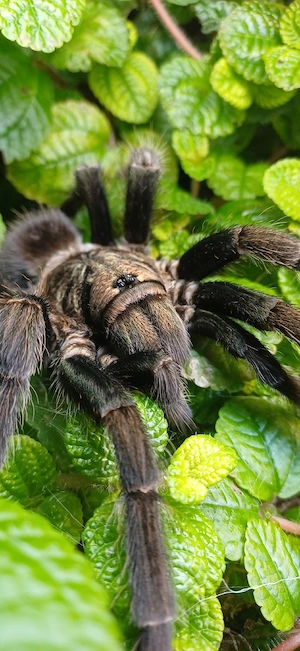 Phormictopus spec. full green