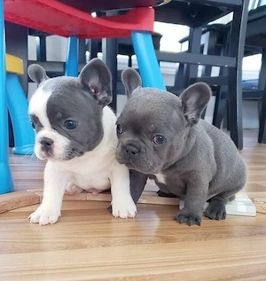 Traumhafte Französische Bulldoggen Welpen von Nadjeschda! Mit Ahnentafel.